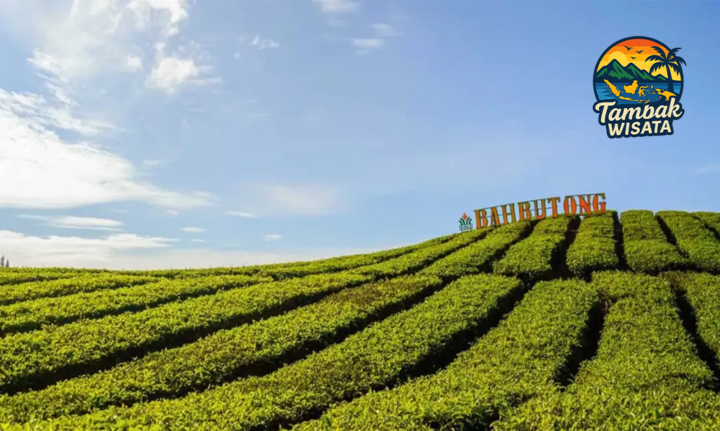 Kebun Teh Sidamanik: Rekomendasi Wisata Estetik Menuju Danau Toba