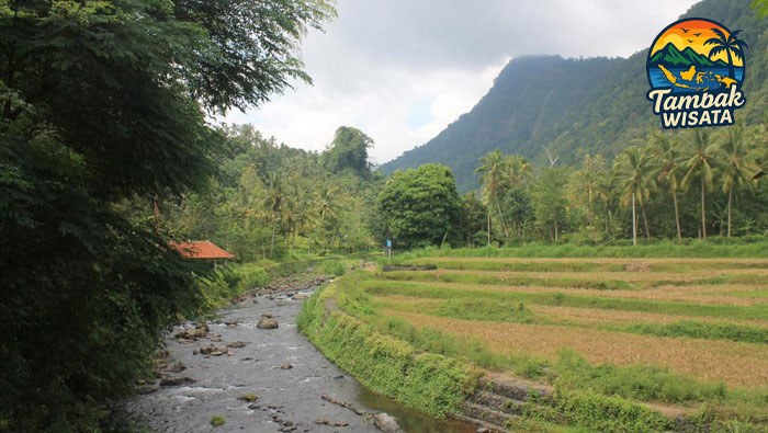Menikmati Indah Dan Uniknya Desa Wisata Sudaji Yang Memikat Wisatawan Luar Negri