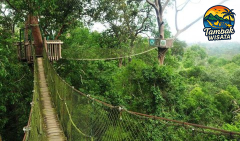 Wisata Alam Jembatan Kanopi Bukit Bangkirai – Eksotisme Hutan Tropis Kalimantan Timur)