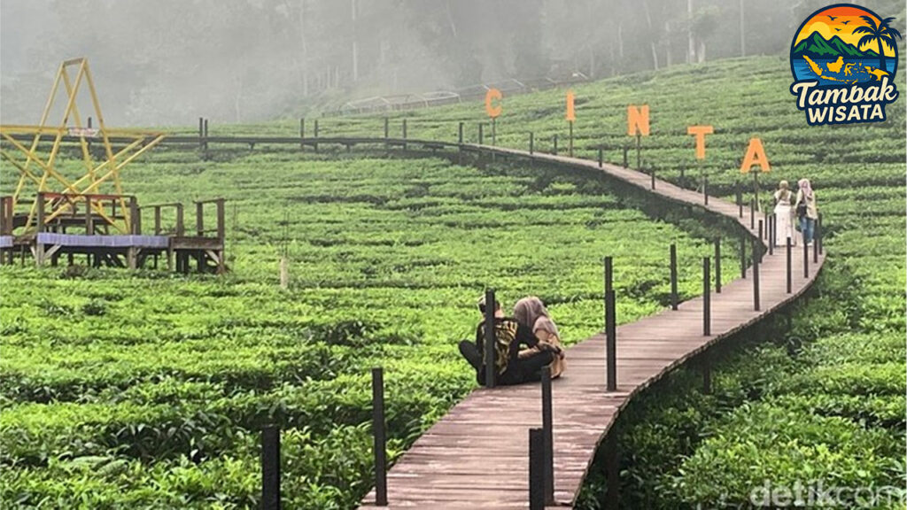 Wisata Kebun Teh Jember TAMBAKBET