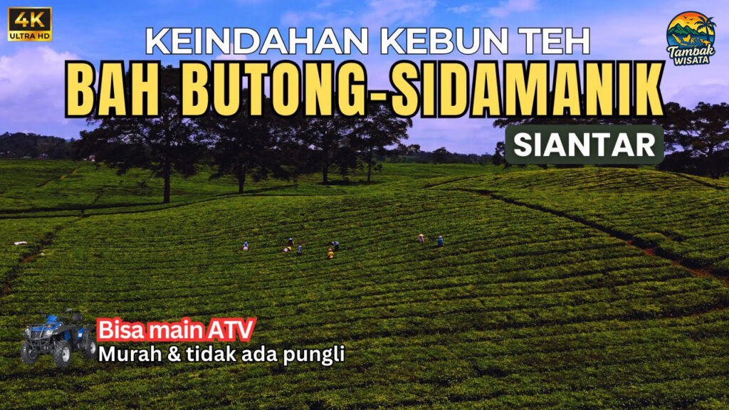 wisata viral kebun teh sidamanik udara yang sejuk TAMBAKBET